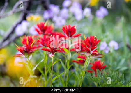 Indische Wildblumen, die mit auffälligen Gänseblümchen und anderen Wildblumen entlang des Teton Crest Trail im Granite Canyon blühen. Grand Teton National Pa Stockfoto