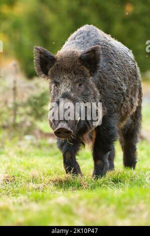 Wildschwein nähert sich im Sommer im vertikalen Schuss auf Gras Stockfoto