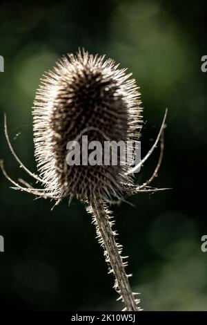 Glühende Nahaufnahme hintergrundbeleuchtete Teasel, Dipsacus, Stockfoto