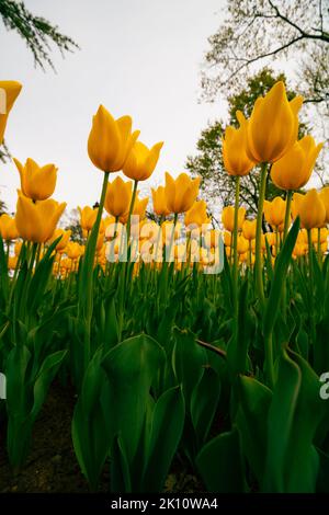 Gelbe Tulpen in Weitwinkelansicht. Frühling Blumen vertikale Tapete Foto. Tulpen im öffentlichen Park. Stockfoto