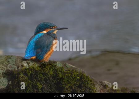 Kingfisher (Alcedo Atthis) sitzt auf einem Felsen am Fluss Tay, Perth, Perthshire, Schottland. Stockfoto