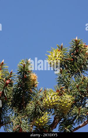 Grüne unreife Megastrobilus Eiszapfen von Pseudotsuga macrocarpa, Pinaceae, einheimischer Baum in den San Rafael Bergen, Frühling. Stockfoto