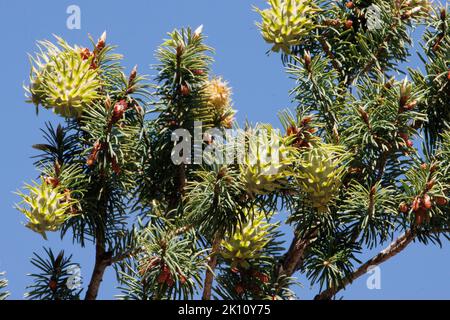 Grüne unreife Megastrobilus Eiszapfen von Pseudotsuga macrocarpa, Pinaceae, einheimischer Baum in den San Rafael Bergen, Frühling. Stockfoto