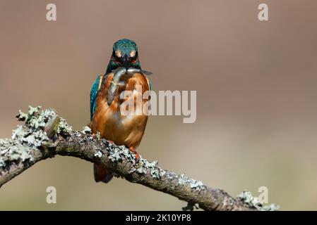 Eurasischer Eisvögel (Alcedo atthis) saß auf einem Fischfang. Stockfoto