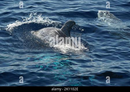 Risso Dolphin close up Portrait auf blauer Meeresoberfläche Stockfoto