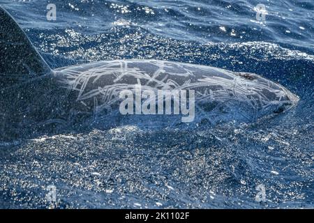 Risso Dolphin close up Portrait auf blauer Meeresoberfläche Stockfoto