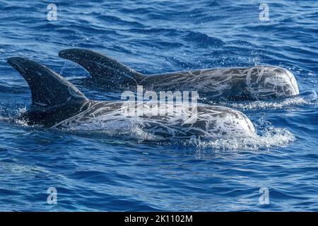 Risso Dolphin close up Portrait auf blauer Meeresoberfläche Stockfoto