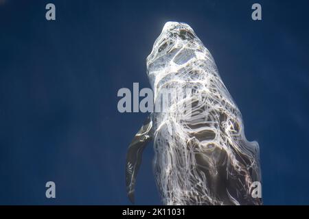 Risso Dolphin close up Portrait auf blauer Meeresoberfläche Stockfoto