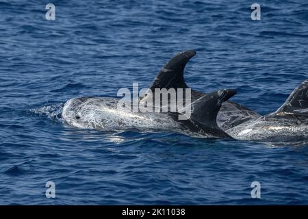 Risso Dolphin close up Portrait auf blauer Meeresoberfläche Stockfoto