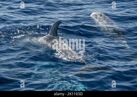 Risso Dolphin close up Portrait auf blauer Meeresoberfläche Stockfoto