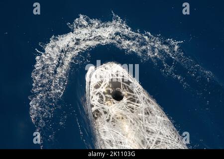 Risso Dolphin close up Portrait auf blauer Meeresoberfläche Stockfoto