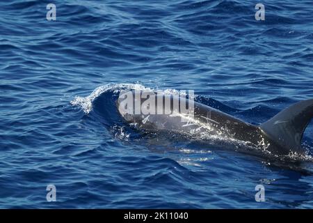 Risso Dolphin close up Portrait auf blauer Meeresoberfläche Stockfoto