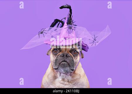 Portrait eines französischen Bulldoggen Hundes mit Halloween Kostüm Hexenhut auf violettem Hintergrund Stockfoto