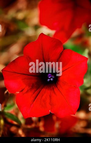 Rote Gartenpetunias (Petunia atkinsiana) wachsen auf einem Feld, 8. September 2022, in Fairhope, Alabama. Stockfoto