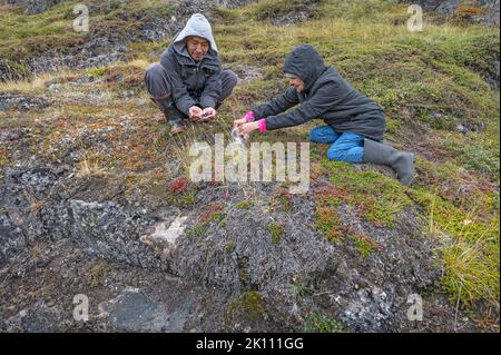 Iqaluit, Nunavut, Kanada – 31. August 2022: Zwei Menschen pflücken auf der Tundra blaue und schwarze Beeren Stockfoto