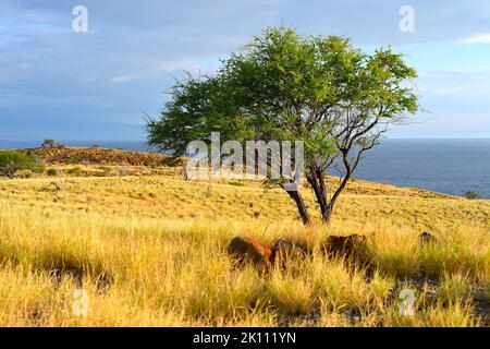 Landschaftliche Eindrücke von der magischen Landschaft im Norden von Kohala, Big Island HI Stockfoto