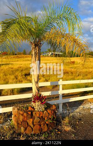 Landschaftliche Eindrücke von der magischen Landschaft im Norden von Kohala, Big Island HI Stockfoto