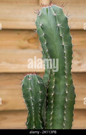 Schöner Cereus Kaktus mit vielen scharfen Spitzen und hellem Holzhintergrund Stockfoto