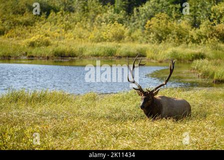 Ein großer Wapiti, Bullenelch, der in der Herbsthitze in der sumpfigen Grasfläche eines slough steht. Stockfoto