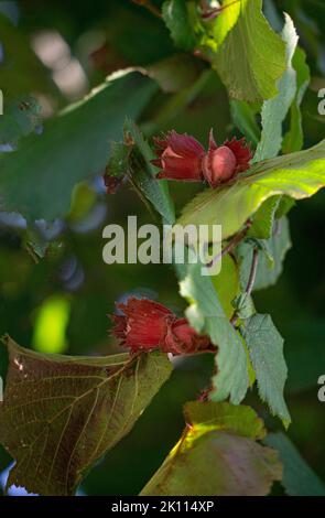 Junge Haselnüsse, grüne wilde Haselnüsse, die auf einem Baum wachsen. Stockfoto