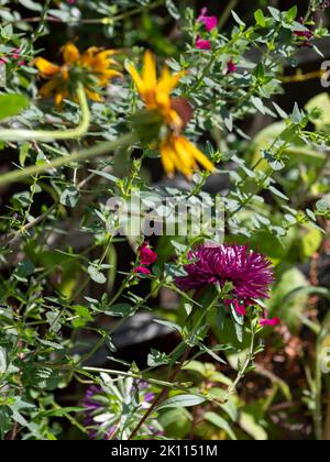 Leuchtend farbige violette Aster-Blüten namens Pavlova Blue. Die Blumen sind einjährig und wurden an einem sonnigen Tag im Spätsommer in London fotografiert. Stockfoto