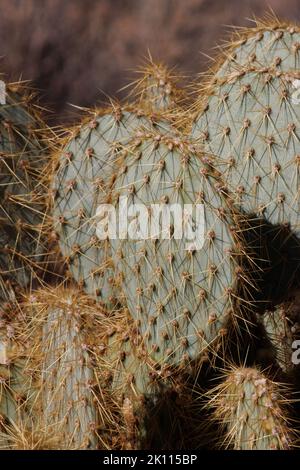 Gelbe Dornen ragen aus den trichomatischen Glochidiatareolen von Opuntia chlorotica, Cactaceae, die in der südlichen Mojave-Wüste beheimatet sind, Sommer. Stockfoto