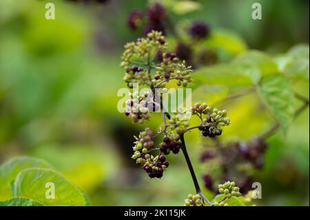 Holziger Strauch von Eleutherococcus senticosus oder sibirischem Ginseng oder eleuthero, der in der traditionellen chinesischen Medizin verwendet wird, aus der Nähe Stockfoto