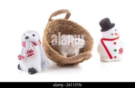 Niedliche zweifarbige Ratte in einem Korb in einem weihnachtlichen Setting auf weißem Hintergrund Stockfoto