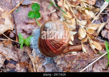 Nahaufnahme der Schneckenschale Stockfoto