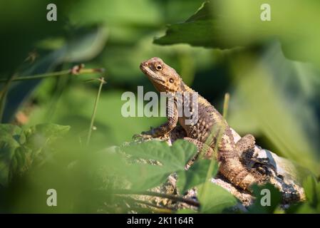 Die Europäische Agama-Eidechse sitzt auf einem Stein auf grünem Naturhintergrund Stockfoto