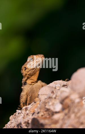 Die Europäische Agama-Eidechse sitzt auf einem Stein auf grünem Naturhintergrund Stockfoto