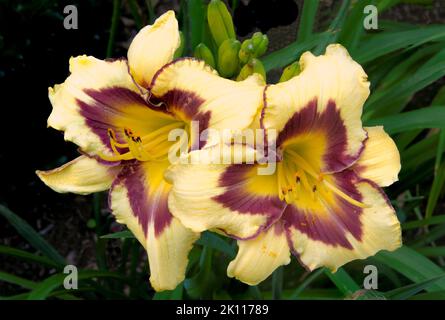 Nahaufnahme von zwei bunten Taglilienblüten (Hemerocallis El Desperado) mit gelben Blütenblättern und violettem Augenmuster, das einen leuchtend gelben Hals umgibt. Stockfoto