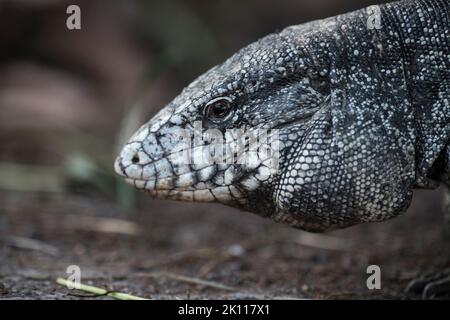 Argentinische schwarz-weiße Tegu-Eidechse Stockfoto