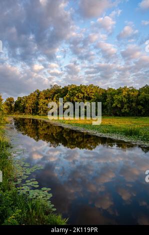 Ein Rückwassergebiet des DesPlaines River spiegelt Klumpen und Wälder kurz nach Sonnenaufgang im DesPlaines River State Fish and Wildlife Area in will Cou wider Stockfoto