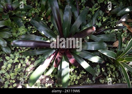 Draufsicht auf eine tropische Pflanze namens Neoregelia aus der Familie der Bromeliad-Blüten Stockfoto