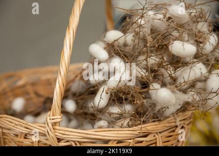 Kokons aus weißen Seidenraupen gezüchtet, um Seide, Rohseide zu produzieren Stockfoto