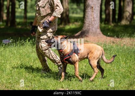 Belgischer Schäferhund, Malinois, an der Leine mit einem Trainer. Hochwertige Fotos Stockfoto