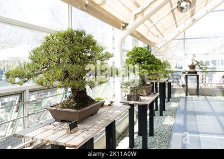 Miniaturbaum des natürlichen Pinus Densiflora Bonsai auf einer Ausstellung im Botanischen Garten Stockfoto