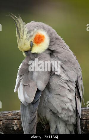 Nymphicus hollandicus schläft auf einem Ast Stockfoto