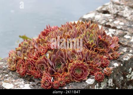 Houseleek-Pflanze, Sempervivum-Arten, Blattrosetten in der Nähe auf einer Ziegelwand mit einem Teich im Hintergrund verschwommen. Stockfoto