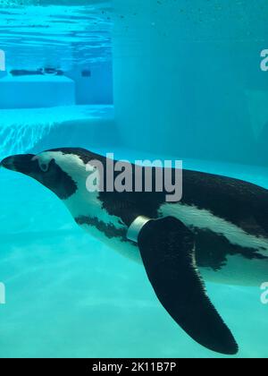 pinguin schwimmen unter Wasser in einem blauen Wasser, Schwimmbad Stockfoto