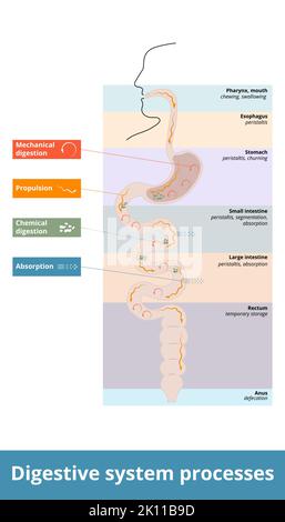 Verdauungssystem Prozesse. Allgemeine Verteilung der Verdauungsaktivitäten: Verschlucken, Antrieb, mechanische oder physikalische Verdauung, chemische Verdauung Stock Vektor