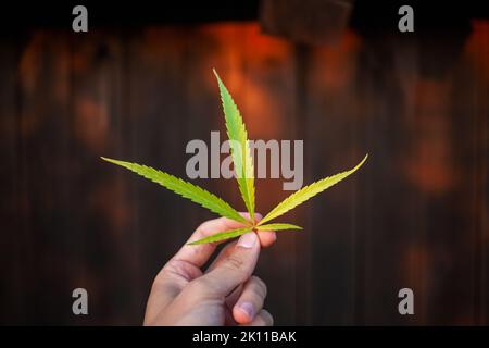 Hand hält ein grünes Cannabisblatt, wobei die untergehende Sonne durch die angebauten Hanfstiele im Hintergrund scheint Stockfoto