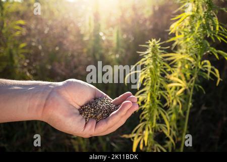 Kleiner Haufen brauner Hanfsamen in Handfläche, zwischen grünen Blättern Cannabispflanzen, Nahaufnahme. Stockfoto