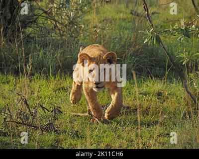 Fokussiertes junges Löwenjunges (Panthera leo), das im goldenen Morgenlicht im Großraum Mara, Kenia, Afrika durch taues Gras sticht Stockfoto