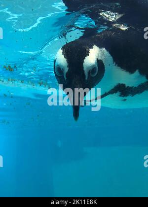 pinguin schwimmen unter Wasser in einem blauen Wasser, Schwimmbad Stockfoto