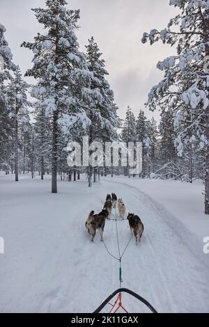 Hundeschlittenfahrt im Winter arktischen Wald Stockfoto