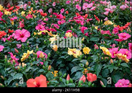 Viele verschiedene tropische und exotische Gartenpflanzen und farbenfrohe Hibiskusblüten zum Verkauf im spanischen Gartenladen an der Costa del Sol Stockfoto