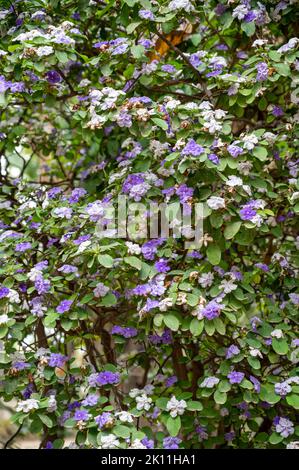 Zweifarbige Blüte der ornamentalen brunfelsia pauciflora tropenfrei mit weißen und violetten Blüten Stockfoto