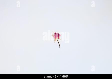 Defokussierung getrocknete Rose Blume Kopf isoliert auf weißem Hintergrund Ausschnitt. Verwelken rote Rosen auf weißem Hintergrund isoliert. Nicht fokussiert. Stockfoto
